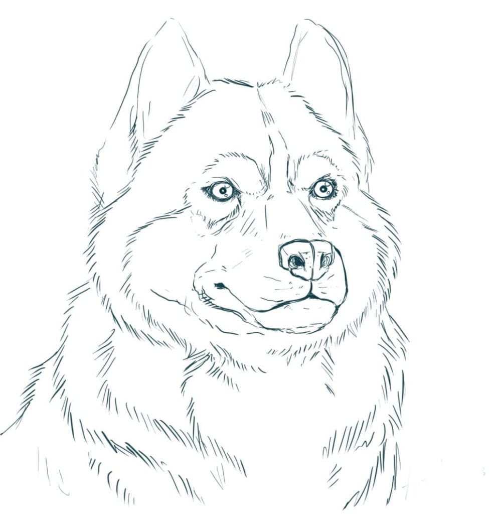 Husky Coloring Free Printable Coloring Pages Coloring Cool