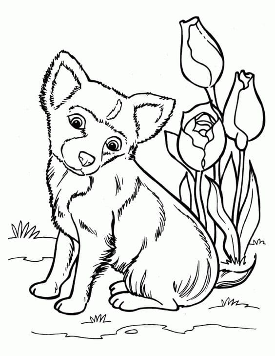 Husky Coloring Pages Coloring Page