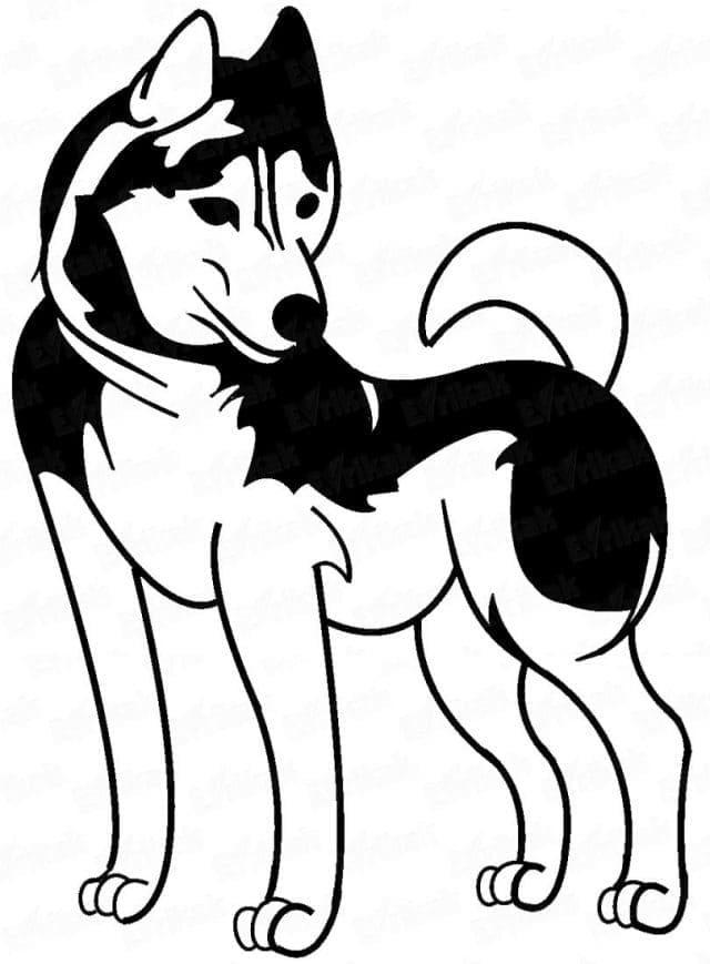 Husky Colors Are Countless Free Printable Coloring Page