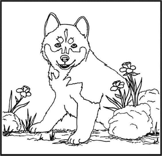 Husky Image To Print Coloring Page