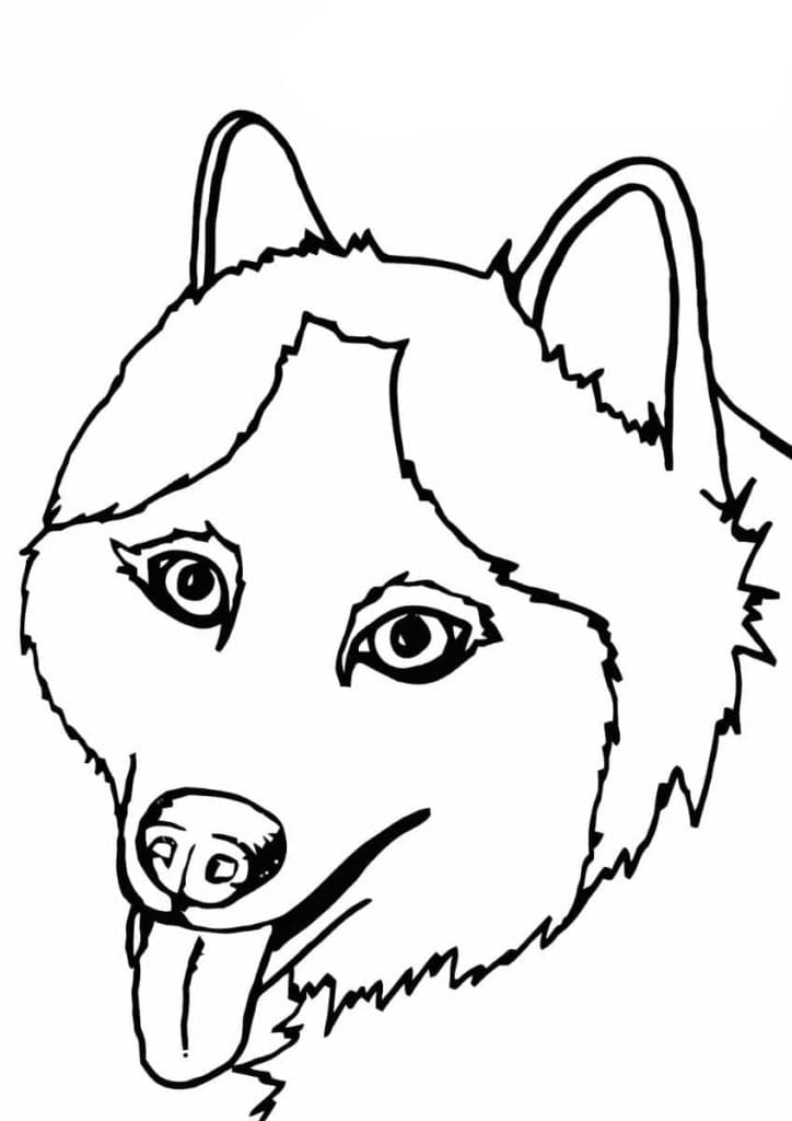 Husky Muzzle With Protruding Tongue