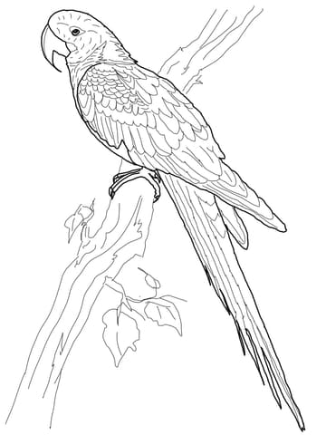 Hyacinth Macaw Free Printable Coloring Page