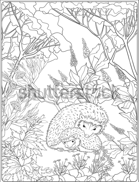Image Free Hedgehog Sweet Coloring Page