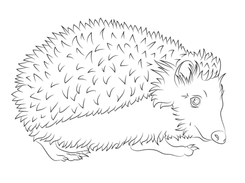 Image Free Hedgehog Coloring Page