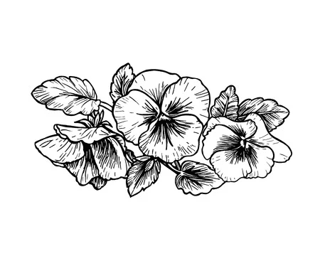 Image Pansy Free For Kids Coloring Page