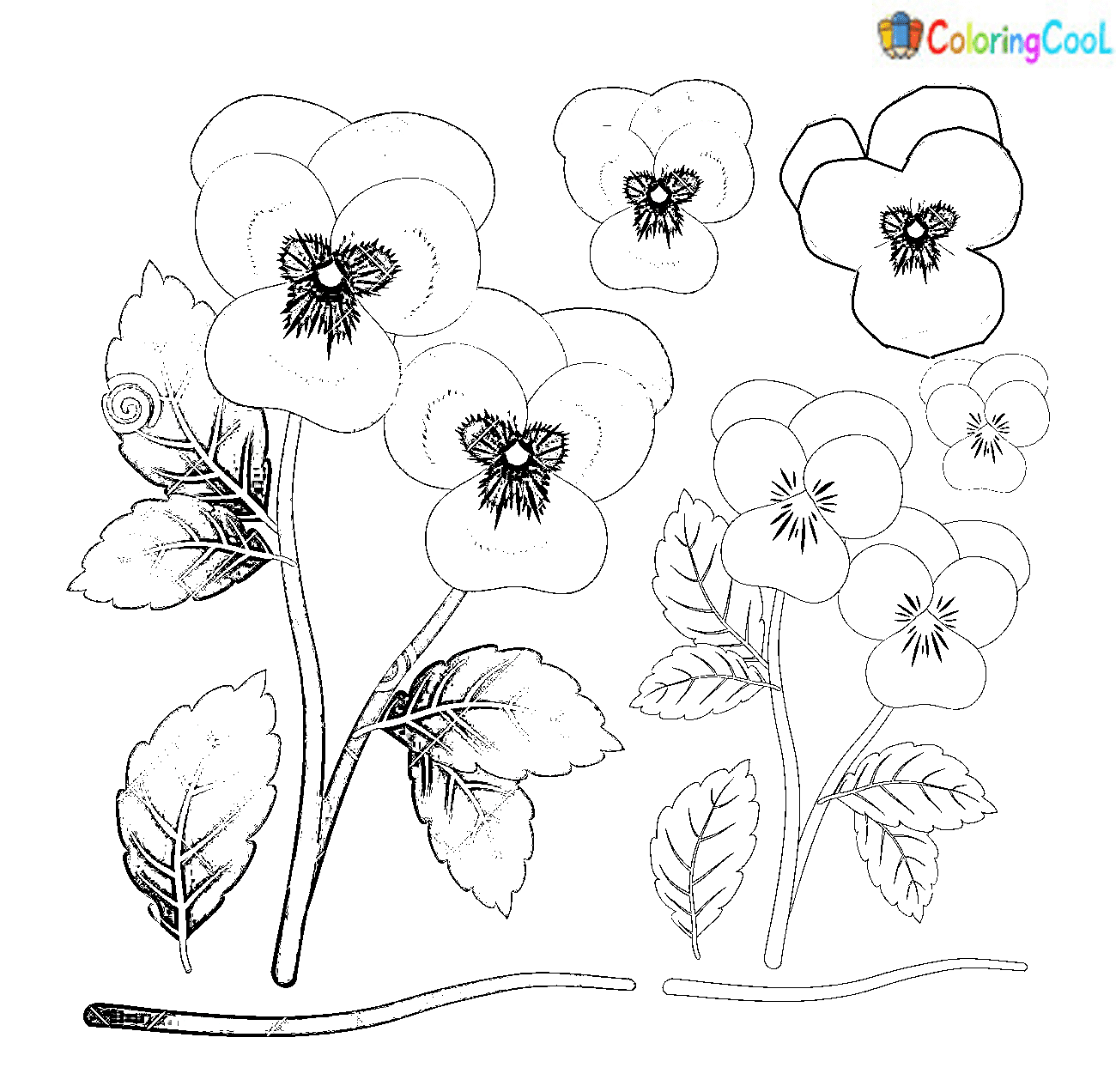 Image Pansy Free Coloring Page
