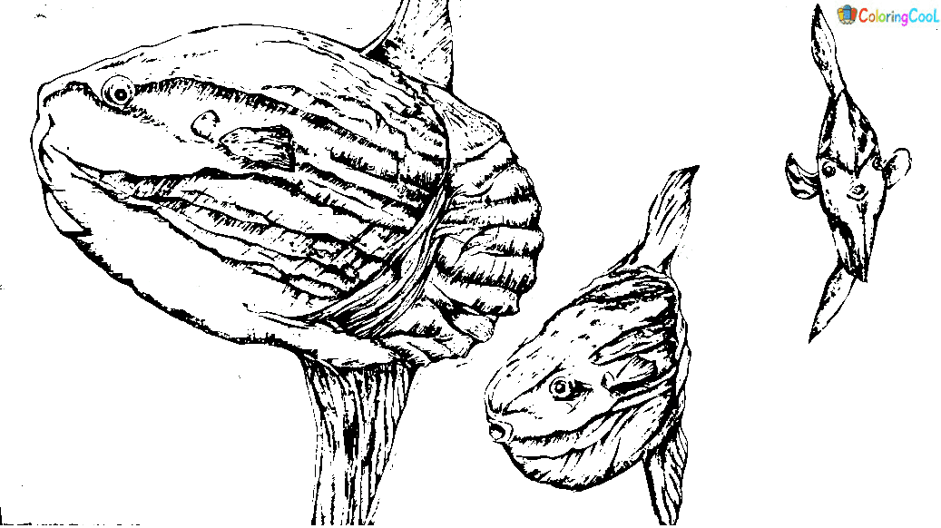 Image Sunfish