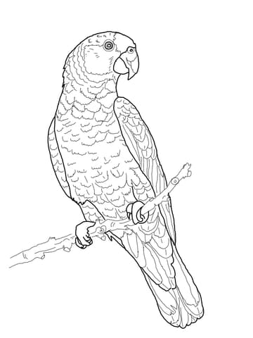 Imperial Amazon Parrot Free Printable Coloring Page
