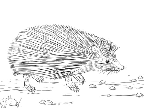 Indian Long Eared Hedgehog Image Coloring Page
