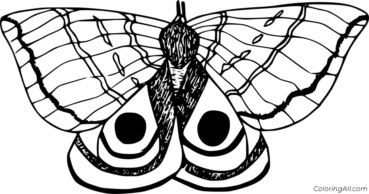 Io Moth To Print Coloring Page
