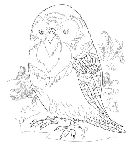 Kakapo Free Printable Coloring Page