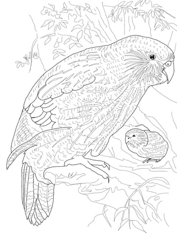 Kakapo Parrot Free Printable Coloring Page