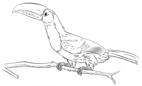 Keel Billed Toucan On The Branch Free Printable Coloring Page