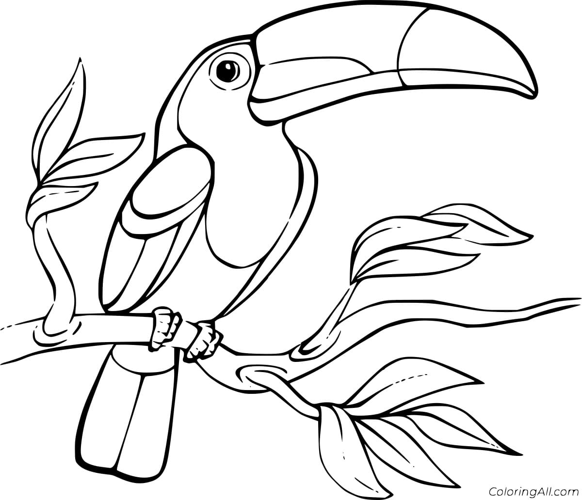 Keel Billed Toucan on the Branch Coloring Page