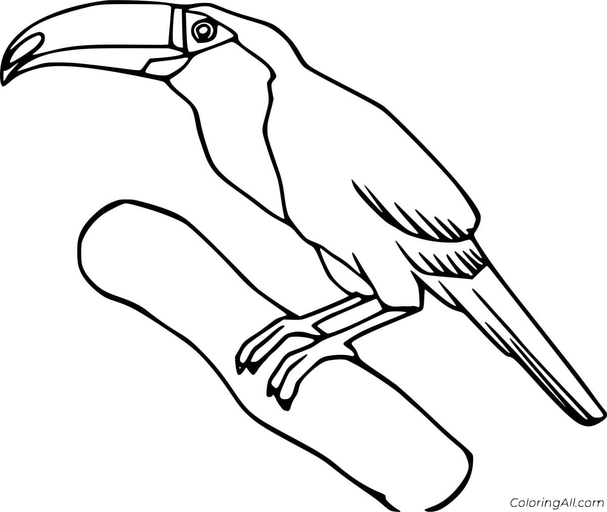 Little Toucan To Print Coloring Page