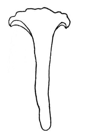 Image Of Porcini Can Be Used For Coloring Coloring Page