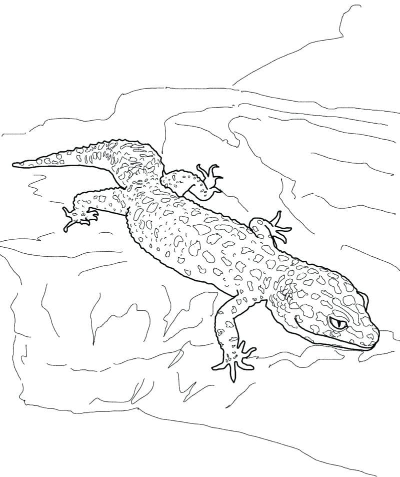 Lizard Gecko Coloring To Print Coloring Page