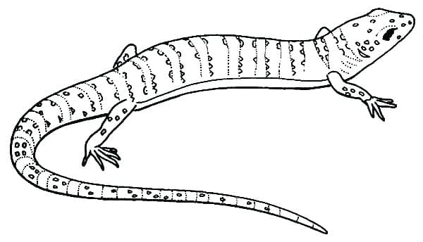 Lizard – Gecko Coloring Free Coloring Page