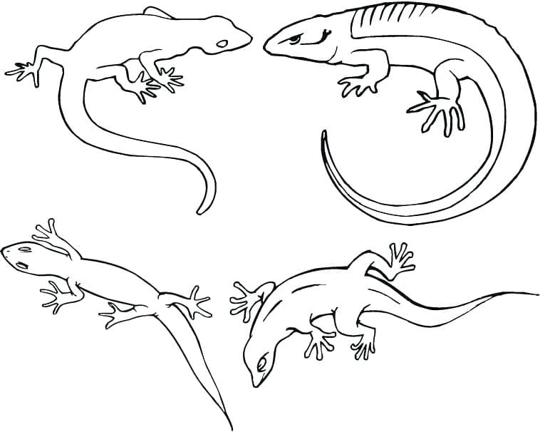 Lizards – Gecko Free Printable Coloring Page