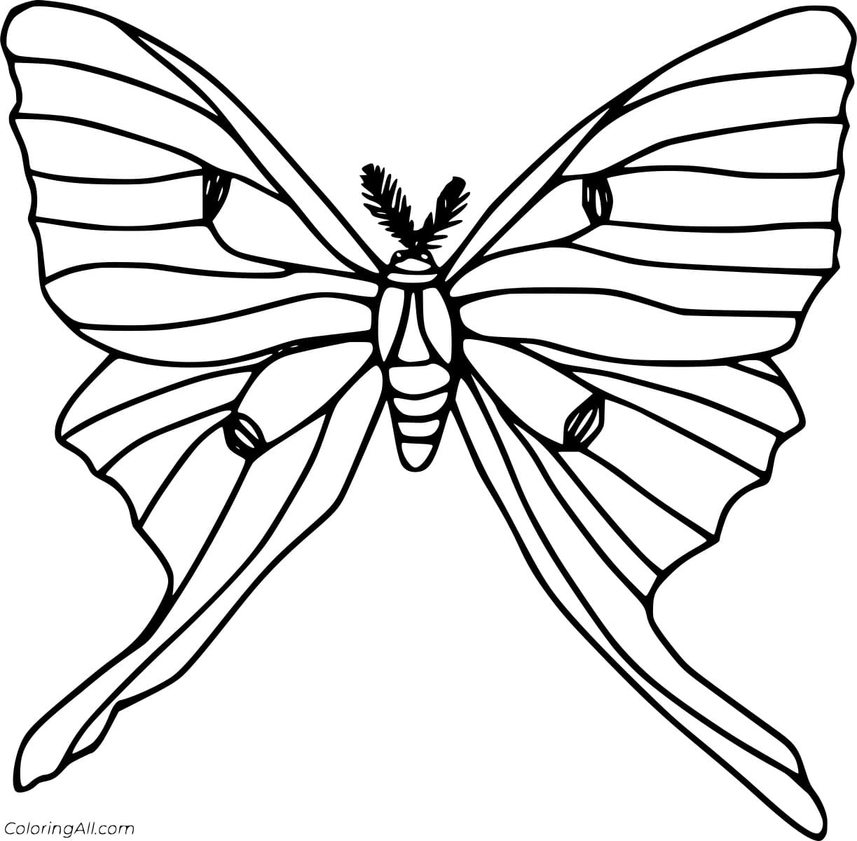 Luna Moth Free Printable Coloring Page