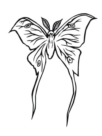 Luna Moth Free Coloring Page