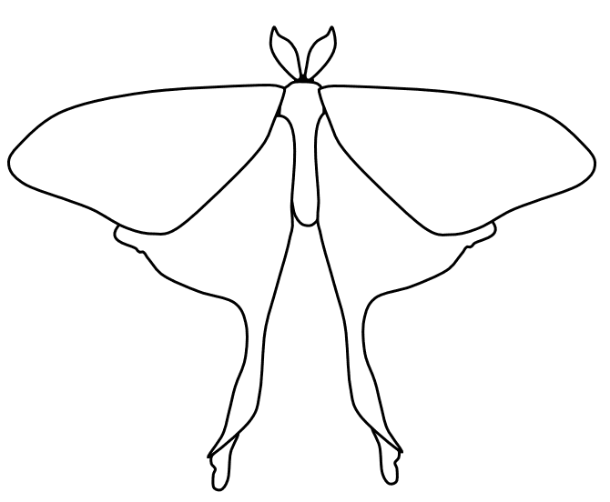 Luna Moth To Print Coloring Page