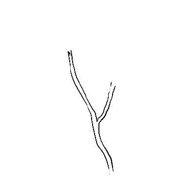 Magnolia-Drawing-1