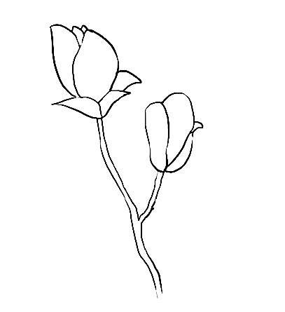 Magnolia-Drawing-2