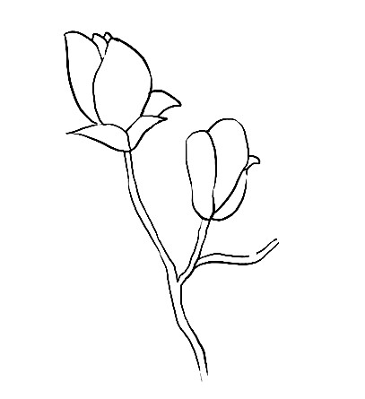 Magnolia-Drawing-3