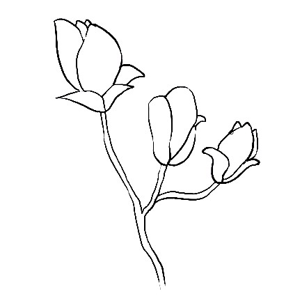 Magnolia-Drawing-4