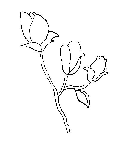 Magnolia-Drawing-5