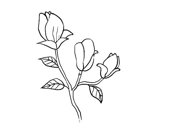 Magnolia-Drawing-6