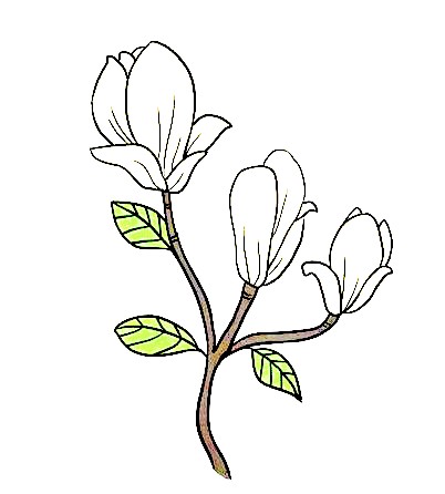 Magnolia-Drawing-7