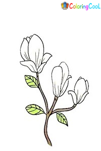 7 Simple Steps For Creating Nice Magnolia Drawing – How To Draw A Magnolia Coloring Page