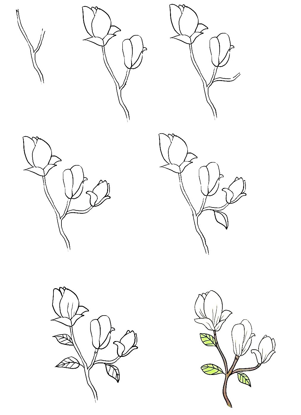 Magnolia-Drawing