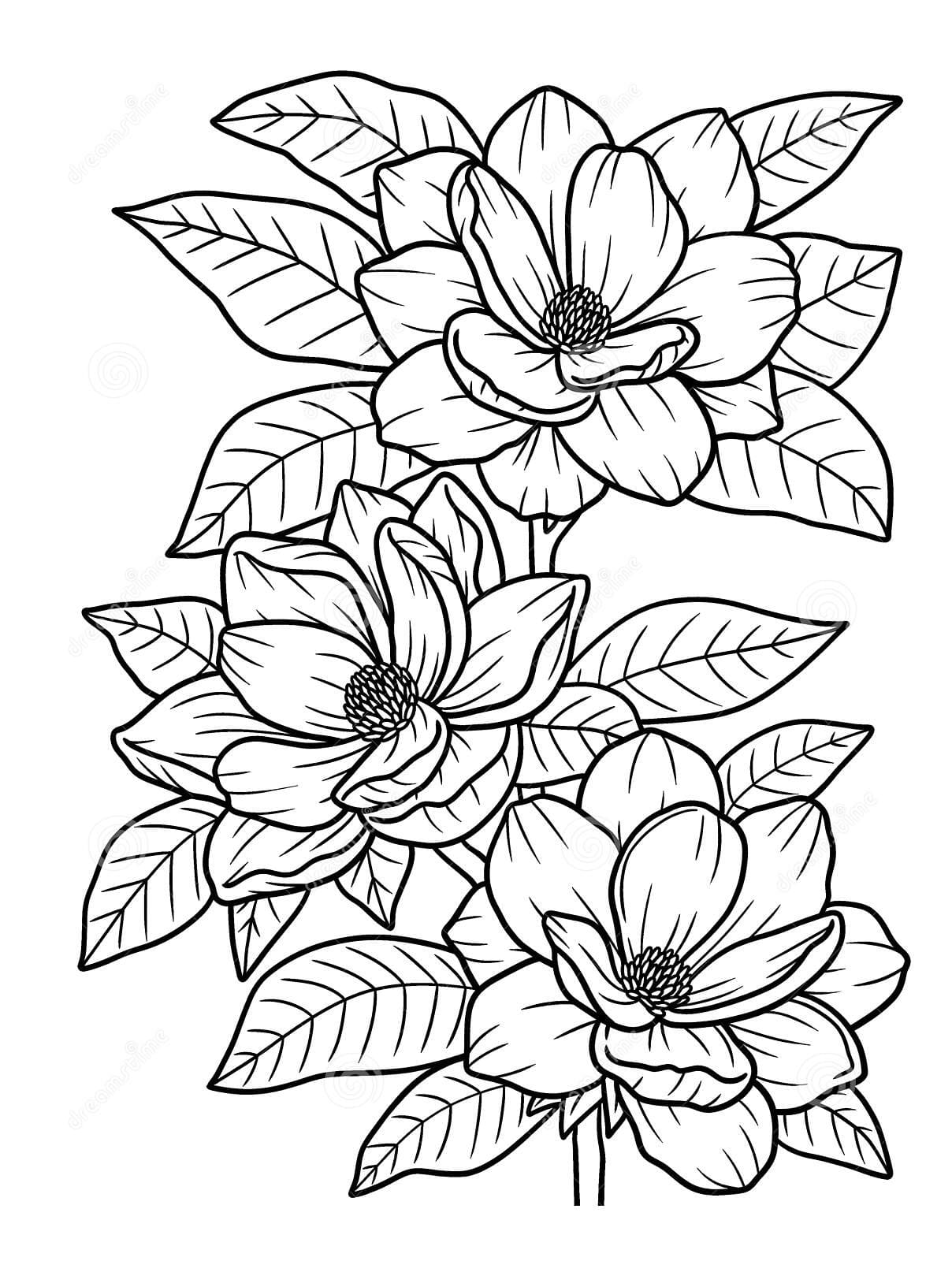 Magnolia Flower Coloring Page for Adults