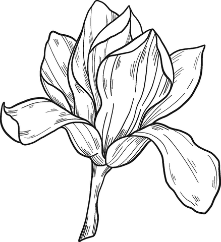 Magnolia Flower Picture Free Printable Coloring Page