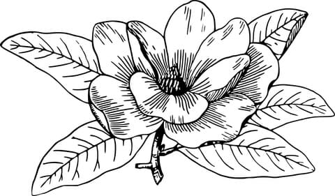 Magnolia Flower Printable
