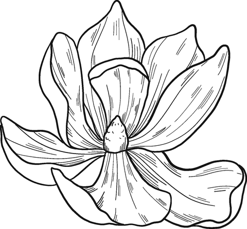 Magnolia Flower To Print Image