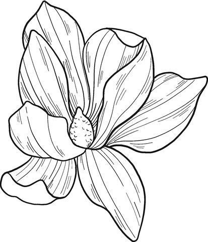 Magnolia Flower To Print