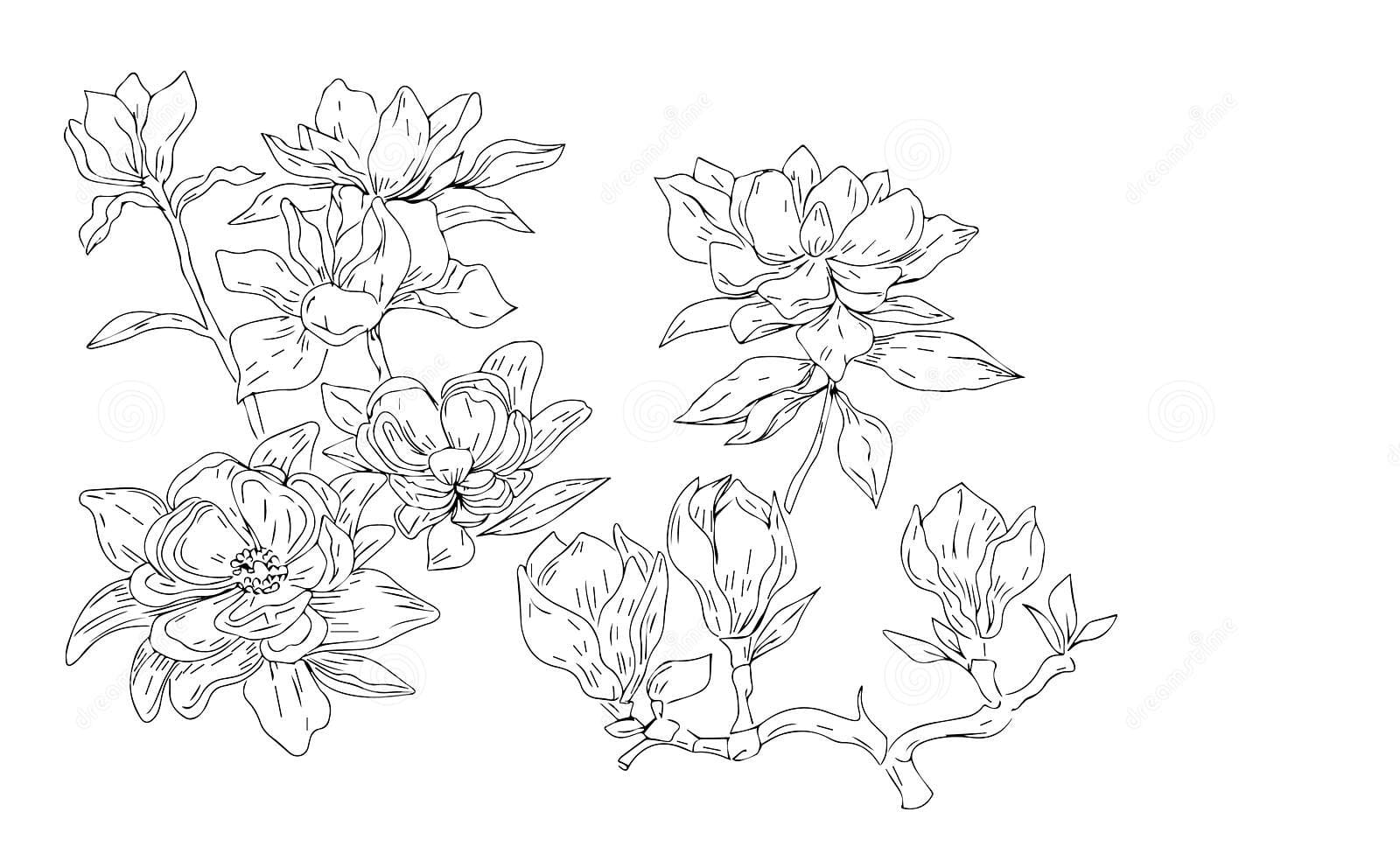 Magnolia Flowers Spring Plants Graphic Illustration Hand Drawn