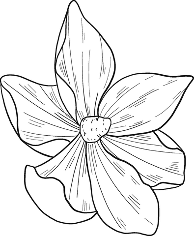 Magnolia Image