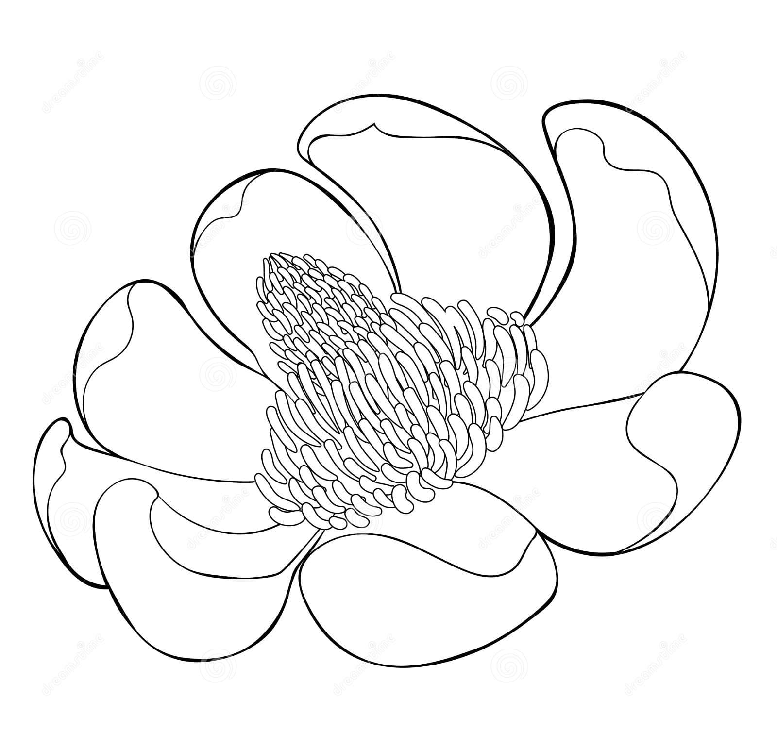 Magnolia Obovate Flower In Bloom Coloring Page