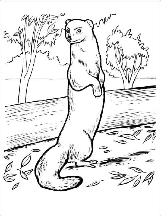 Mongoose Coloring And Printable Coloring Page