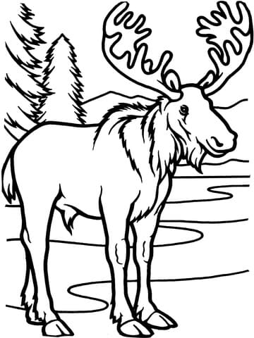 Moose Bull Image Free Printable Coloring Page
