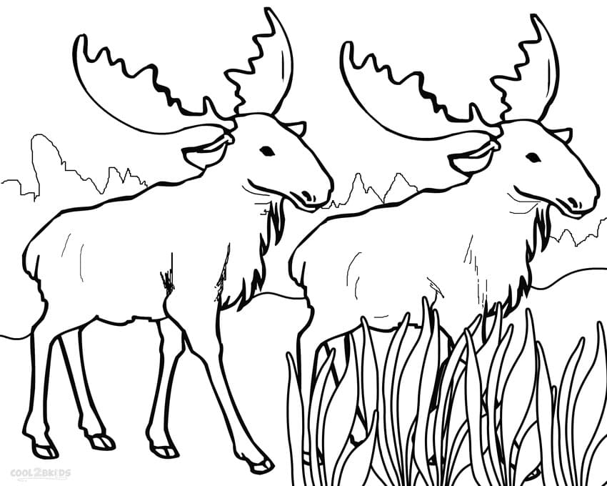 Moose Coloring For Children