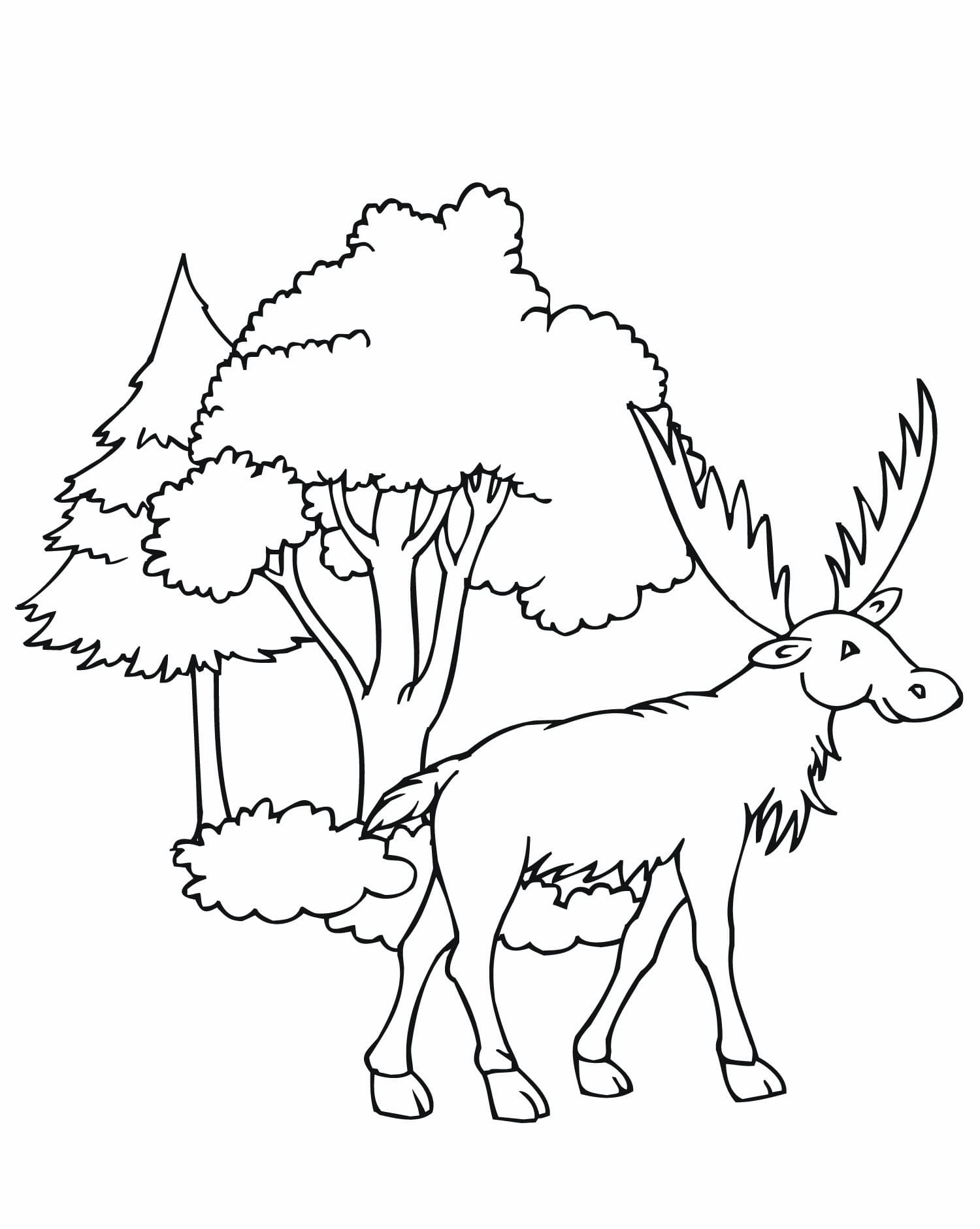 Moose Coloring Pages Cute