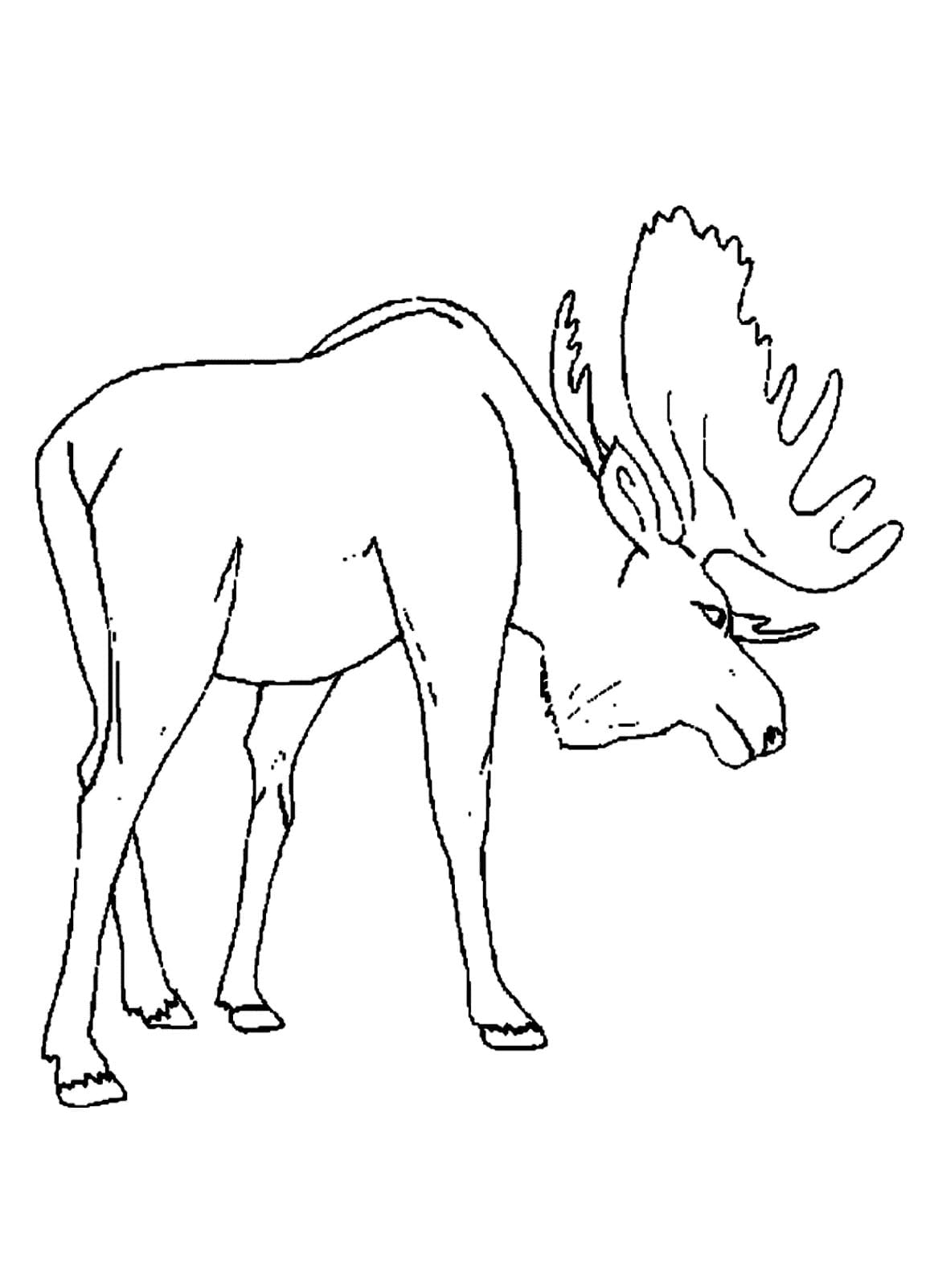 Moose Coloring Pages Image Coloring Page
