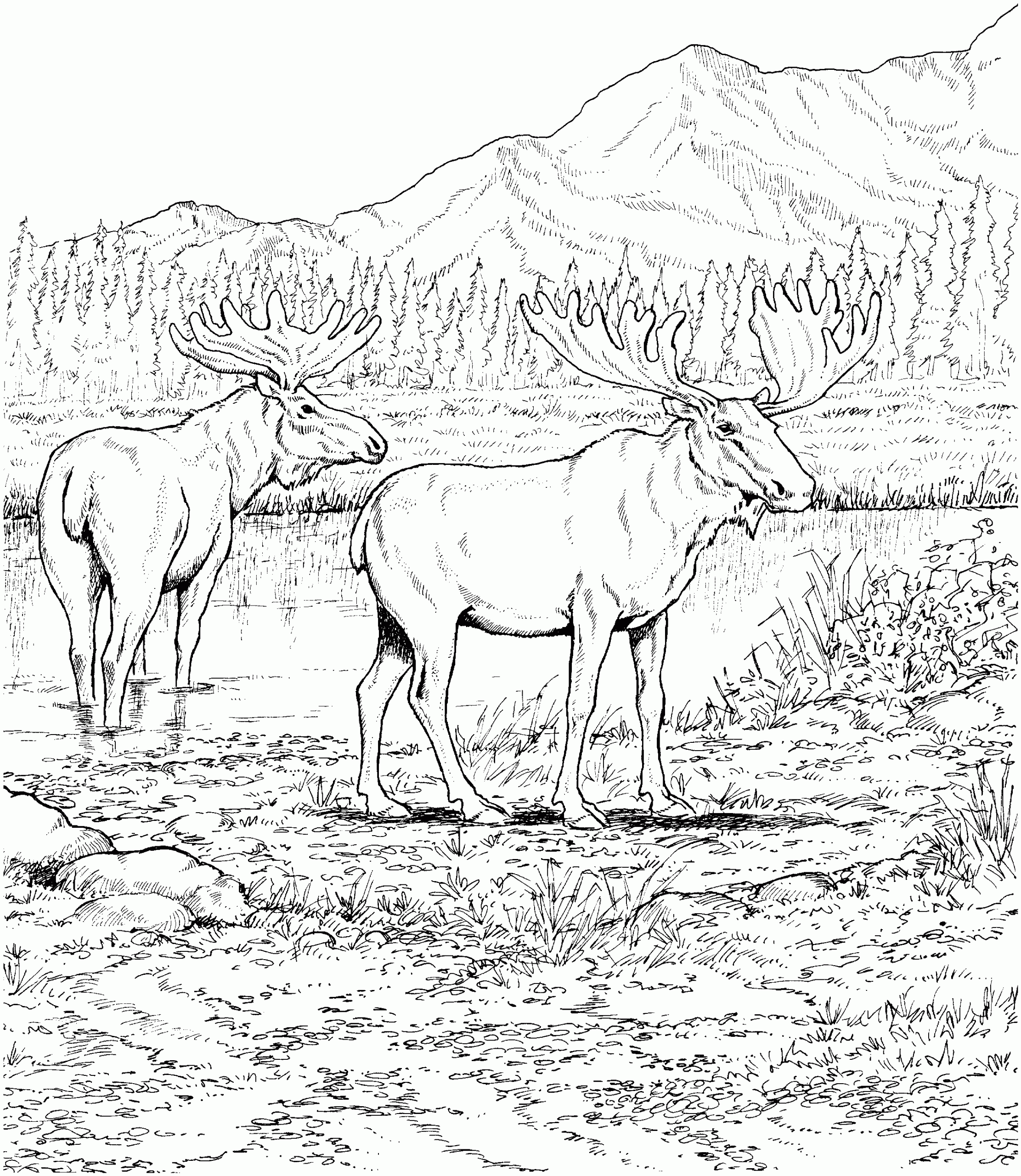 Moose Coloring Pages To Print