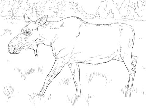 Moose Cow Free Coloring Page